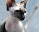 Sphynx Cats for sale in Temple City, CA, USA. price: NA