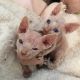Sphynx Cats for sale in Cincinnati, OH, USA. price: NA