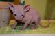 Sphynx Cats for sale in Metairie, LA 70002, USA. price: $400