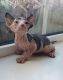Sphynx Cats for sale in Metairie, LA 70002, USA. price: $450
