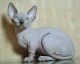 Sphynx Cats for sale in Bay Shore, NY, USA. price: NA