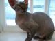 Sphynx Cats for sale in Roberts, IL 60962, USA. price: NA