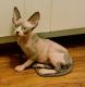 Sphynx Cats for sale in Milan, IL 61264, USA. price: NA