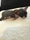 Sphynx Cats for sale in Hollywood, FL, USA. price: $1,300