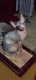 Sphynx Cats for sale in McAlester, OK 74501, USA. price: $1,200