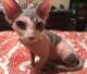 Sphynx Cats for sale in Gray Court, SC 29645, USA. price: NA
