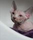 Sphynx Cats for sale in Niangua, MO 65713, USA. price: NA