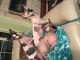 Sphynx Cats for sale in Punta Gorda, FL, USA. price: NA