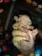 Sphynx Cats for sale in Cocoa, FL 32927, USA. price: $1,500
