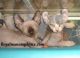 Sphynx Cats for sale in Andalusia, AL, USA. price: NA