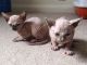 Sphynx Cats for sale in Honolulu, HI 96802, USA. price: $400