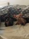 Sphynx Cats for sale in Richmond, VA, USA. price: $400