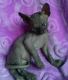 Sphynx Cats for sale in Los Angeles, CA 90037, USA. price: NA