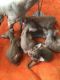 Sphynx Cats for sale in NM-597, Teec Nos Pos, NM 86514, USA. price: NA