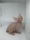Sphynx Cats for sale in Wisconsin Dells, WI, USA. price: NA
