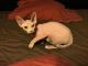 Sphynx Cats for sale in Clear Lake, Houston, TX, USA. price: NA