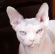 Sphynx Cats for sale in Rochelle Park, NJ 07662, USA. price: NA