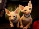 Sphynx Cats for sale in Billings Dr, Normal, IL 61761, USA. price: NA
