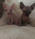 Sphynx Cats for sale in Sacramento, CA 94297, USA. price: $500