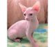 Sphynx Cats for sale in Arkansas County, AR, USA. price: NA