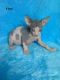 Sphynx Cats for sale in Tampa, FL, USA. price: $500