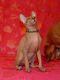 Sphynx Cats for sale in Spokane, WA, USA. price: $1,500