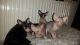 Sphynx Cats for sale in Columbus, OH 43085, USA. price: NA