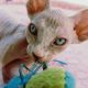 Sphynx Cats for sale in Brooklyn, NY, USA. price: NA