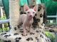 Sphynx Cats for sale in Vancouver, BC, Canada. price: $1,000