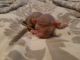 Sphynx Cats for sale in Reading, PA, USA. price: NA