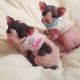 Sphynx Cats for sale in TX-121, Blue Ridge, TX 75424, USA. price: NA