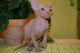 Sphynx Cats for sale in Bakersfield, CA, USA. price: NA