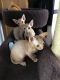 Sphynx Cats for sale in Colorado Springs, CO, USA. price: NA