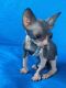 Sphynx Cats for sale in Long Beach, CA, USA. price: $1,800