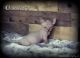 Sphynx Cats for sale in Elk River, MN 55330, USA. price: $2,400