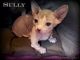 Sphynx Cats for sale in Elk River, MN 55330, USA. price: $2,750