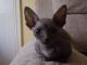 Sphynx Cats for sale in FL-436, Casselberry, FL, USA. price: NA