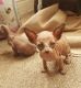 Sphynx Cats for sale in Palm Springs, CA, USA. price: NA