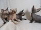 Sphynx Cats for sale in Hogansburg, Bombay, NY, USA. price: NA