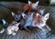 Sphynx Cats for sale in Colorado Springs, CO, USA. price: $400