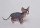 Sphynx Cats for sale in Clarks Summit, PA 18411, USA. price: $400