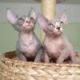 Sphynx Cats for sale in Abilene, Houston, TX 77020, USA. price: NA