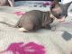 Sphynx Cats for sale in Long Beach, CA, USA. price: $1,800
