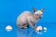 Sphynx Cats for sale in Danville, IL 61832, USA. price: NA