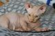 Sphynx Cats for sale in Detroit, MI, USA. price: $480