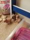 Sphynx Cats for sale in St Paul, MN, USA. price: $400