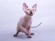 Sphynx Cats for sale in Crestline, CA, USA. price: NA
