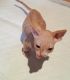 Sphynx Cats for sale in Lewis Center, OH, USA. price: NA