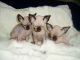 Sphynx Cats for sale in Fresno, CA, USA. price: $500