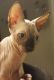 Sphynx Cats for sale in IL-59, Plainfield, IL, USA. price: NA